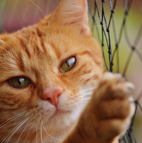 Proteção para gatos e pet em varandas e janelas