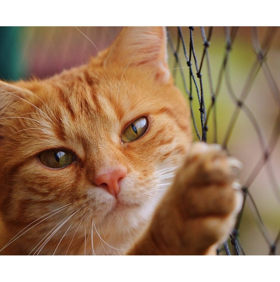 Proteção para gatos e pet em varandas e janelas