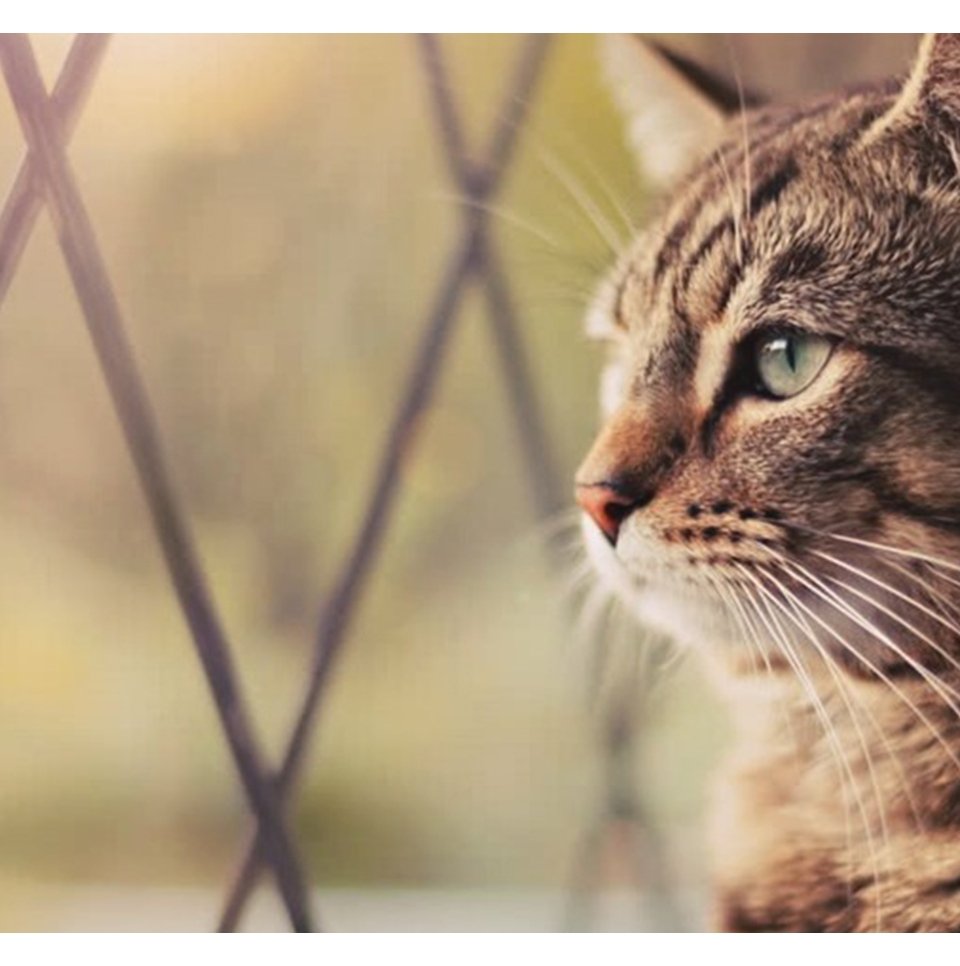 Rede de Proteção para Gatos – Porque investir?