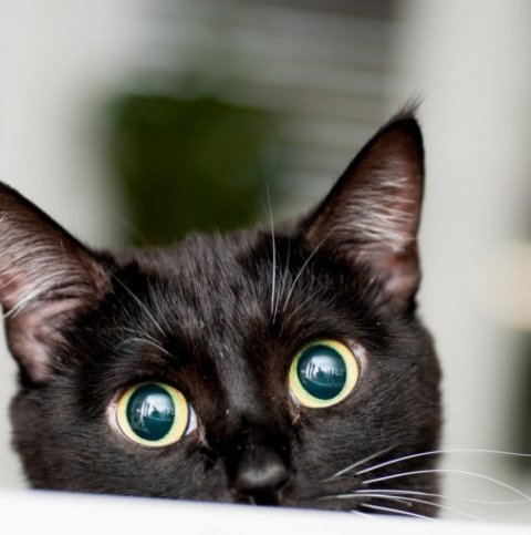 Descubra por que gatos gostam de caixas e como deixá-las ainda mais confortáveis