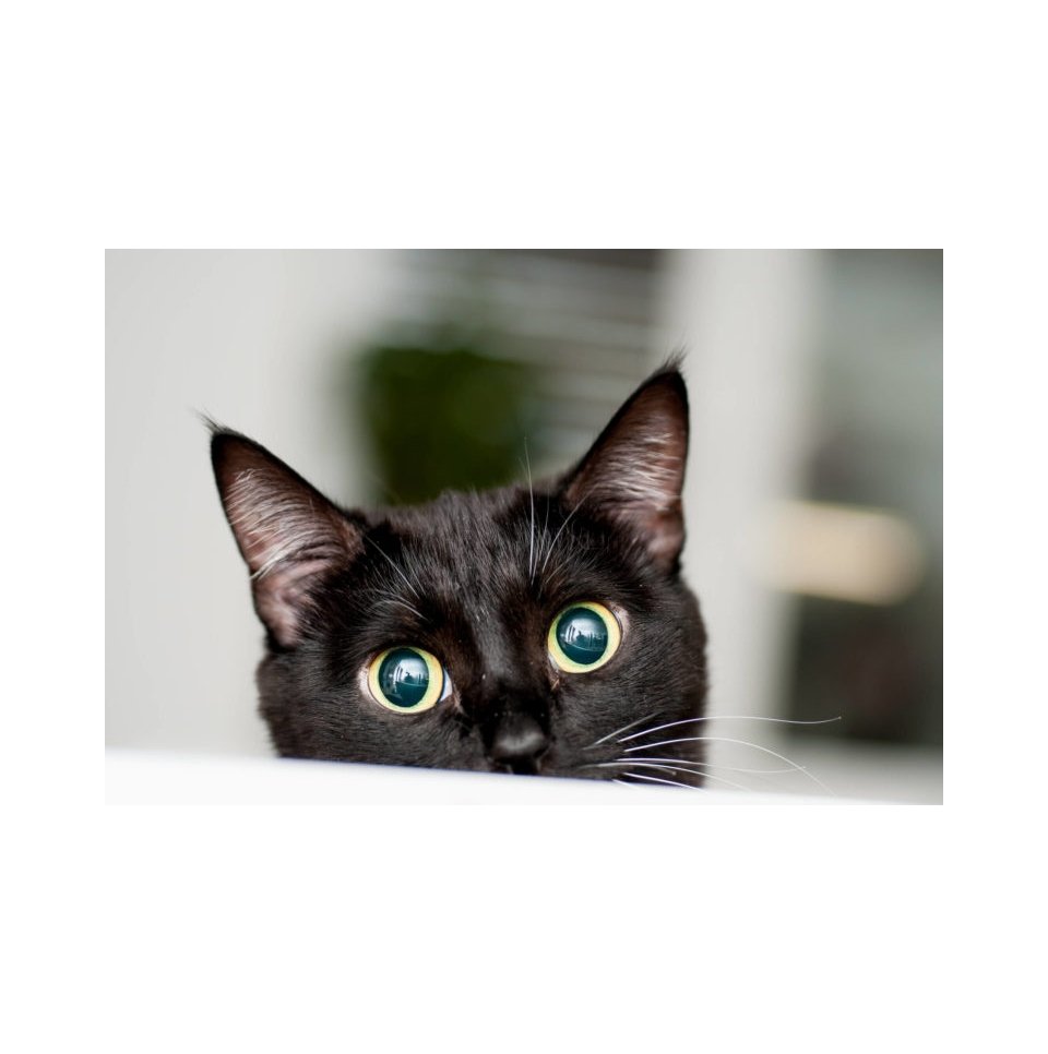 Descubra por que gatos gostam de caixas e como deixá-las ainda mais confortáveis