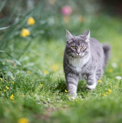 Como cuidar e educar seu gato em apartamento