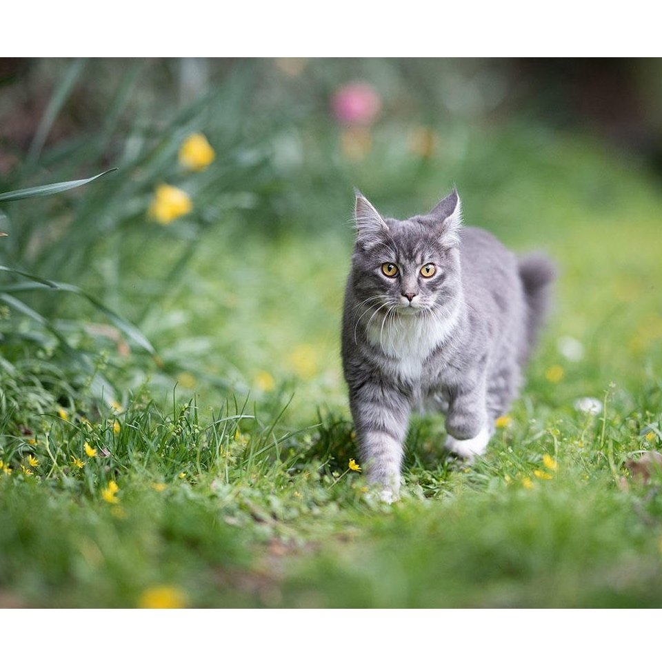 Como cuidar e educar seu gato em apartamento